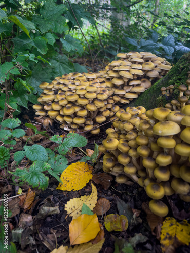 Closeup of Honey fungus. Armillaria mellea
