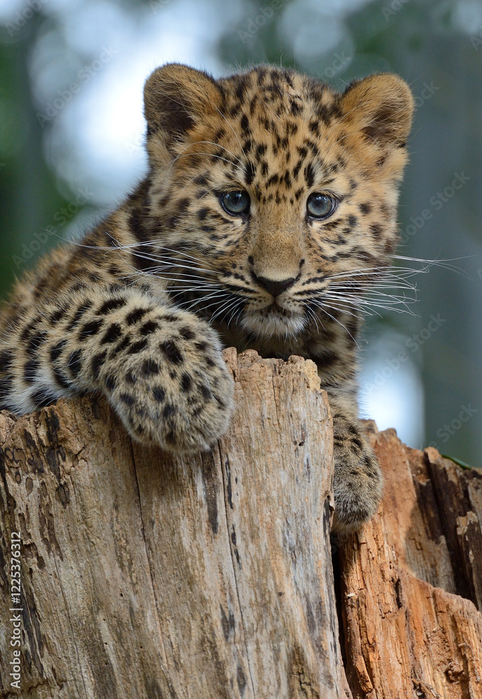 Fototapeta premium Amur Leopard Cub