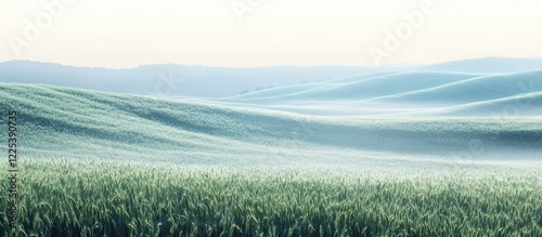 Lush green wheat field glistening with fresh dew under soft sunrise light and rolling hills in misty spring landscape with empty text space