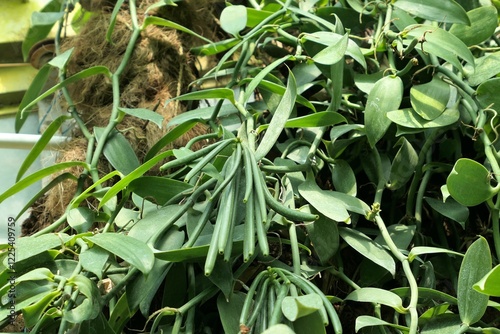 Vanilla plant with fresh green beans growing in the botanical garden. Vanilla planifolia.