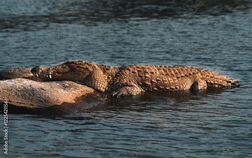 Crocodile basking on a rock