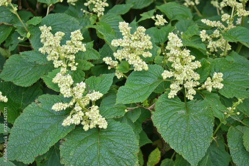 Hazelnut Shrub Close-Up A hazelnut bush with clusters of green, unripened nuts in soft focus. Hazelnut Shrub Close-Up A hazelnut bush with clusters of green, unripened nuts in soft focus.