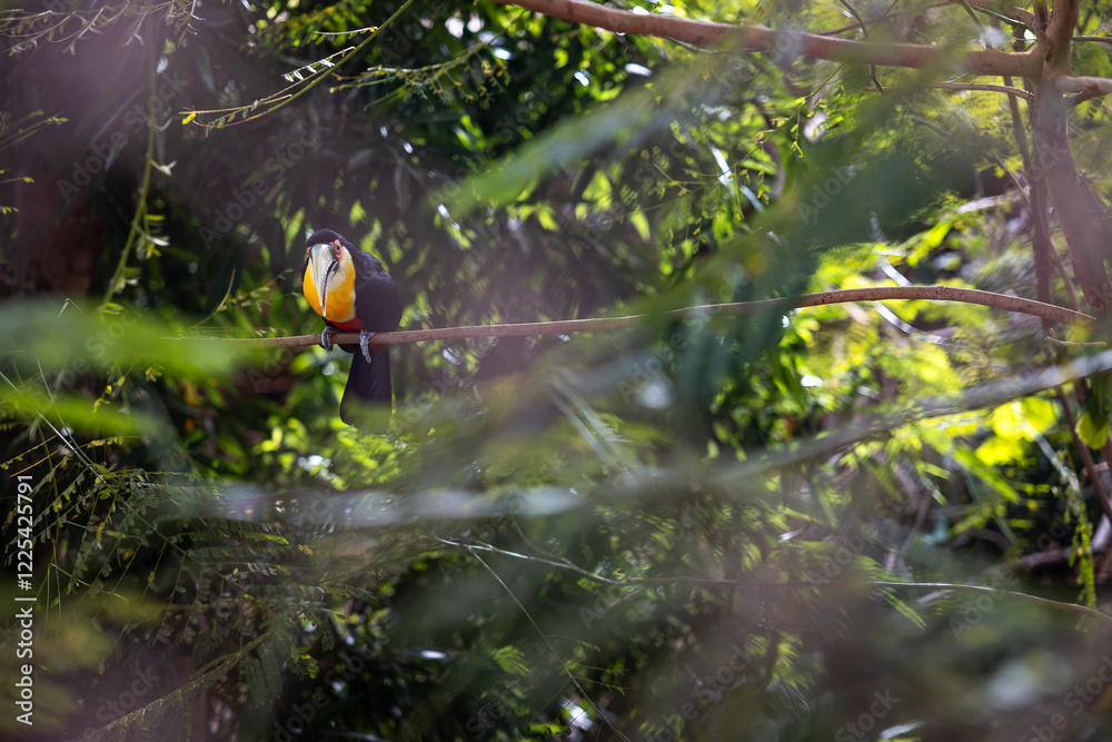 Toucan in a tree