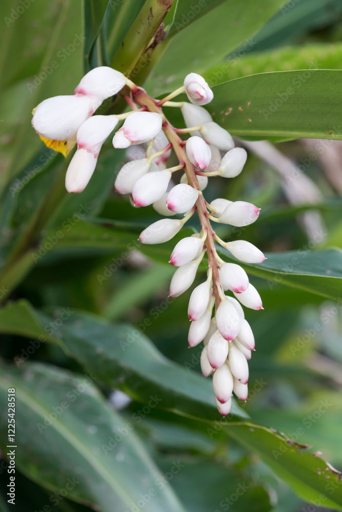 Fototapeta premium Beautiful Shell Ginger (alpinia zerumbet) buds.