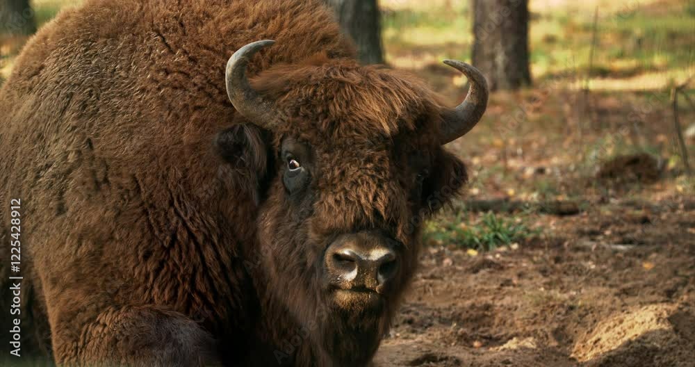 European Bison Or Bison Bonasus, Also Known As Wisent Or European Wood Bison In Autumn Forest close up head portrait European Bison Or Bison Bonasus, Also Known As Wisent Or European Wood Bison In Autumn Forest close up head portrait
