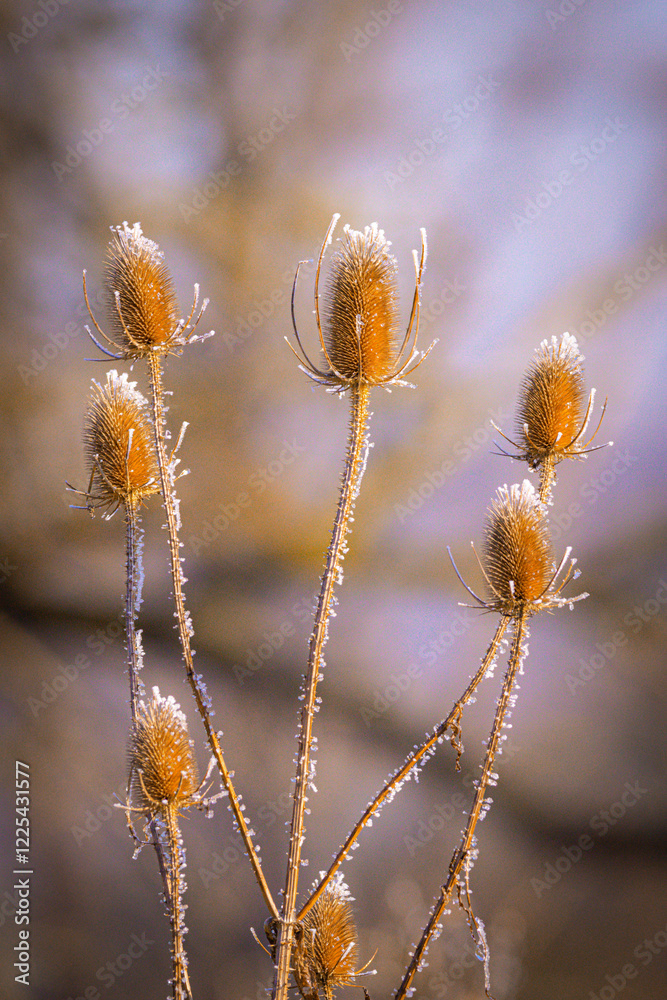The Wild Teasel (Dipsacus fullonum) in close-up during winter. The Wild Teasel (Dipsacus fullonum) in close-up during winter.