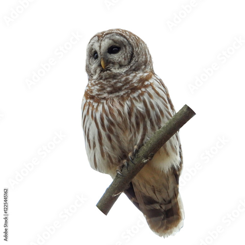 Vászonkép Barred Owl - Strix varia - Bird of Prey Isolated