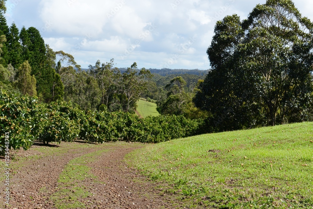 Macadamia Plantation Rows of macadamia trees in a neat plantation setting, with nuts scattered on the ground. Macadamia Plantation Rows of macadamia trees in a neat plantation setting, with nuts scattered on the ground.