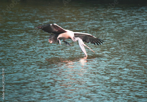 Pelican skimming water for prey.