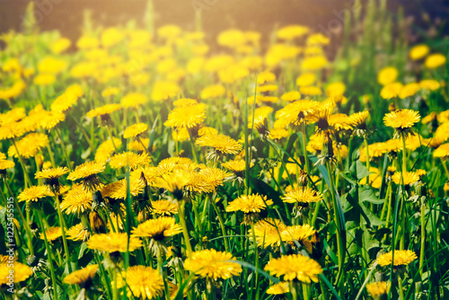 summer background, yellow dandelions, warm summer day