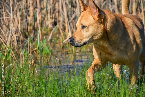 dog walks in the swamp, hunting