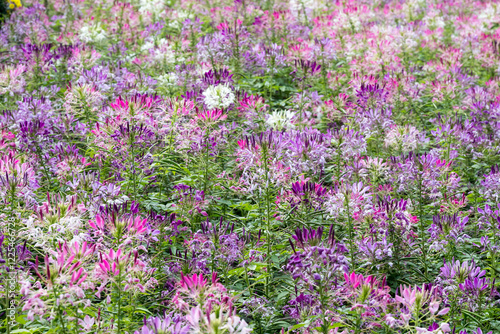 Beautiful Spiny Spider-flowers (Cleome spinosa) .