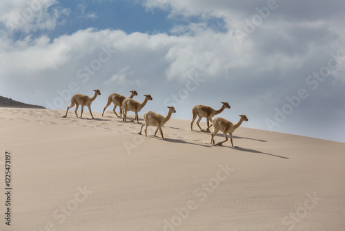 Vicuna