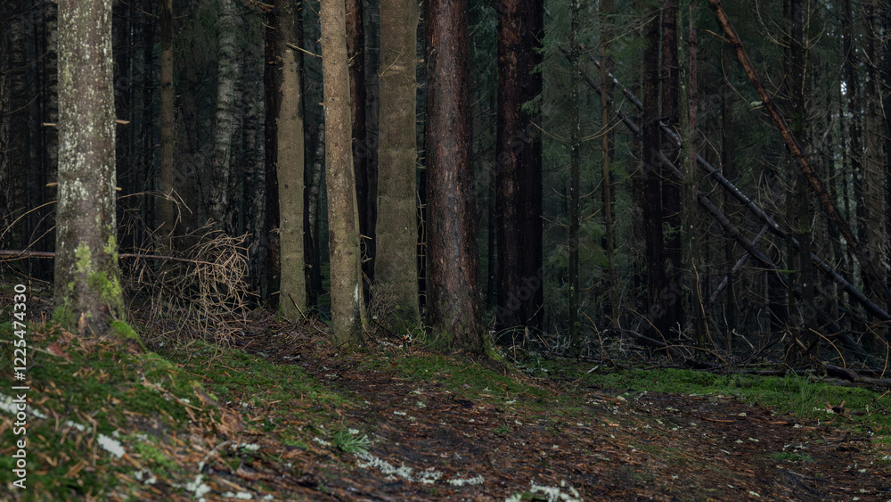 Dark and Mysterious Forest Path Leading Into the Woods - Wilderness Exploration Dark and Mysterious Forest Path Leading Into the Woods - Wilderness Exploration