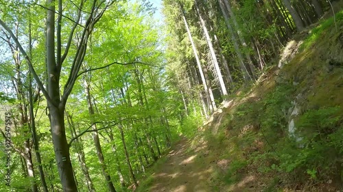 
Hiking trail in fresh green springtime mixed forest in Jeseniky mountains near Vrbno pod Pradedem in Czech republic photo