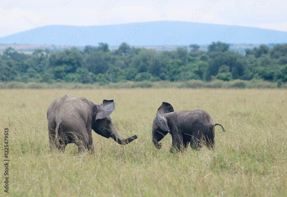 Fototapeta premium Playing baby elephants