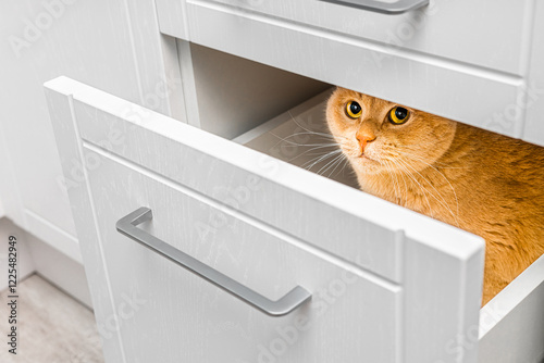 ginger cat hiding in kitchen cabinet drawer. the cat hides from people in the closet. cat plays hide and seek. deviant behavior in cats. cat psychology. 