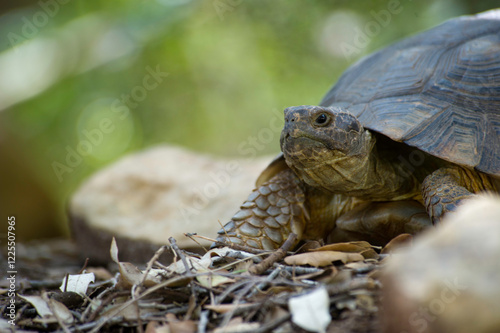 Sardinian Marginated Tortoise walking in the wild Sardinia, Italy photo