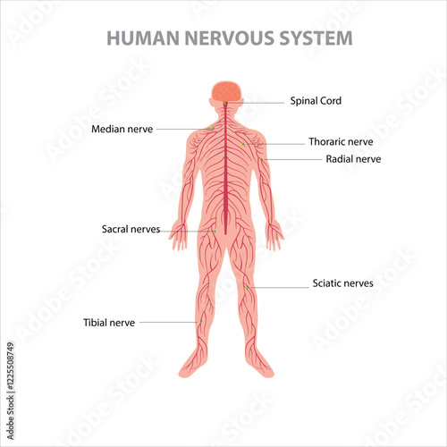 labeled diagram of the human nervous system, highlighting the spinal cord, median nerve, thoracic nerve, radial nerve, sacral nerves, sciatic nerves, and tibial nerve.