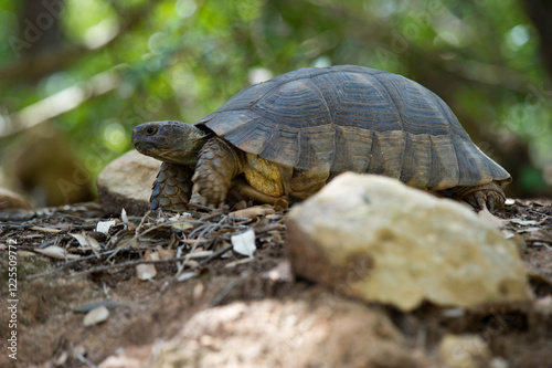 Sardinian Marginated Tortoise walking in the wild Sardinia, Italy photo