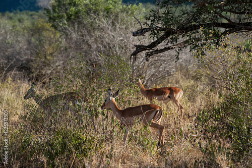 impala in the savannah photo