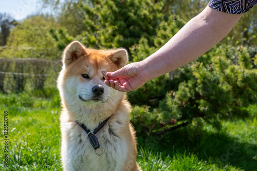 chien akita inu assis en portrait, prenant gentiment une friandise pour chien de fabrication maison, joli chien akita assis, dans un jardin photo