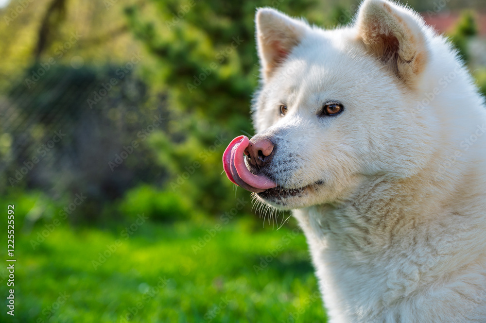 Obraz premium chien akita blanc tirant la langue bien rose, en portrait dans un jardin, une journée ensoleillée