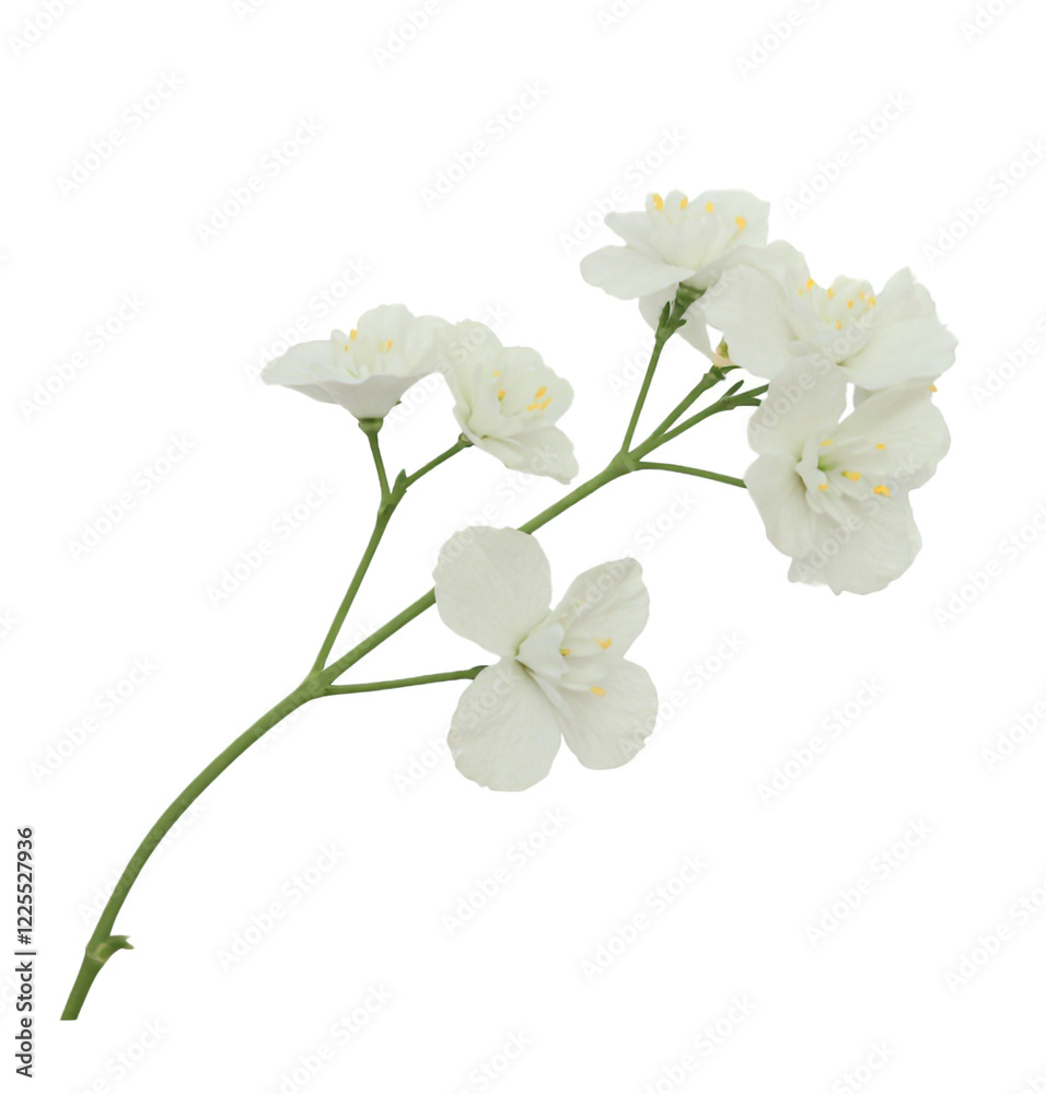 White flower isolated on transparent or white background. Cut out White flower isolated on transparent or white background. Cut out