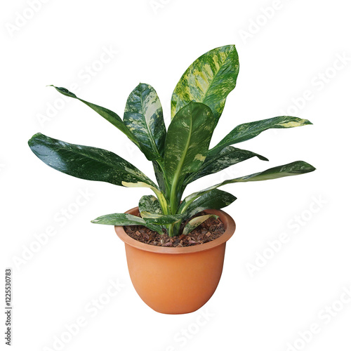 Green yellow variegated leaves Dieffenbachia hybrid (Dumb cane) tropical potted plant, rare exotic foliage houseplant