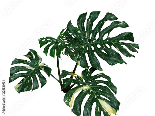 Variegated green yellow leaves of tropical foliage plant Monstera philodendron (Monstera deliciosa) popular houseplant photo