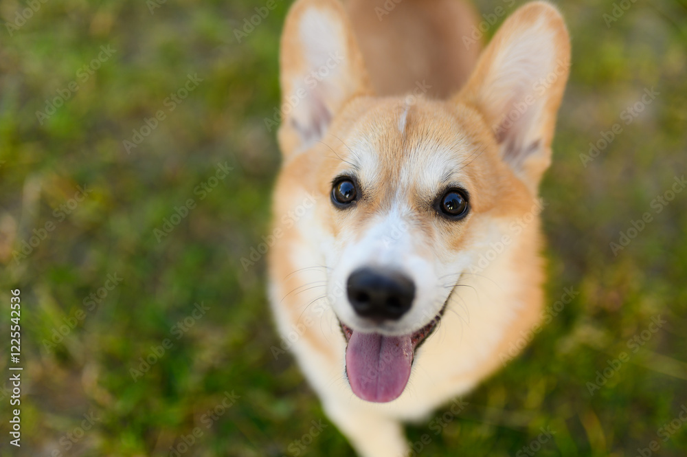 Funny portrait of cute welsh corgi dog looking at camera with tongue hanging out on grass background, top angle. Dog products concept, pet care Funny portrait of cute welsh corgi dog looking at camera with tongue hanging out on grass background, top angle. Dog products concept, pet care
