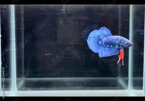 Betta Fish Blue Mable Tiger Skin photo