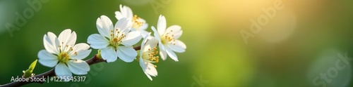White flowers blooming in the morning dew on a spring branch, blooms, nature