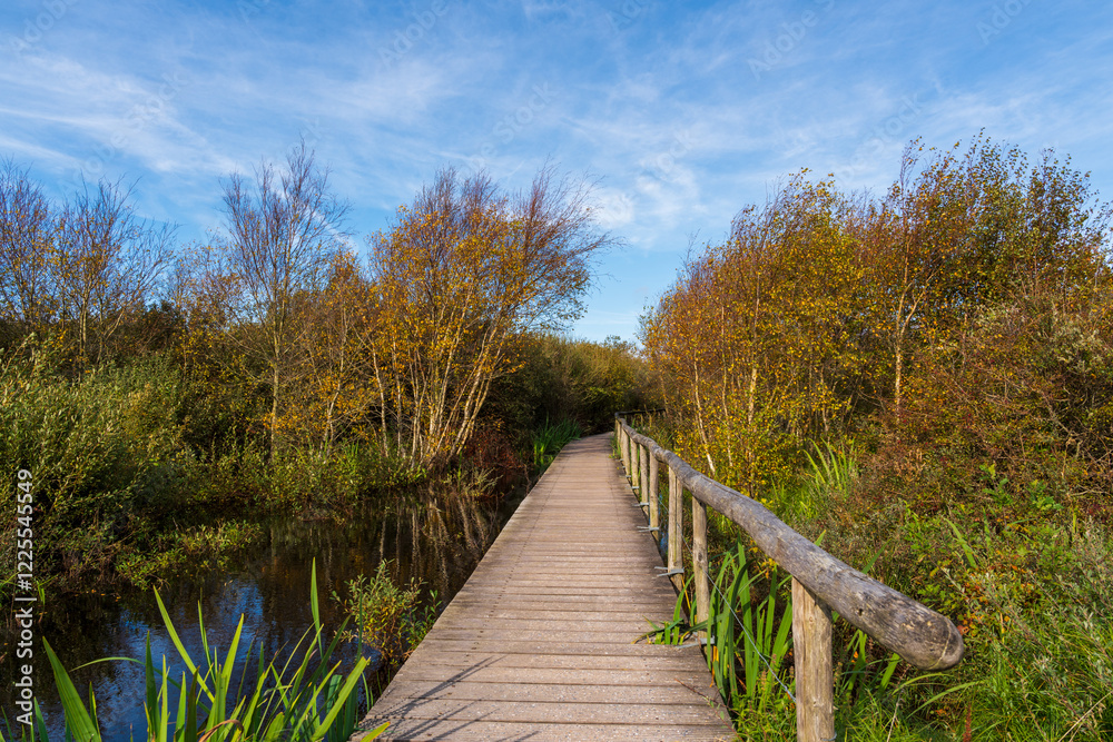 Holzsteg, der über Wasser und Sumpf in den Wald führt