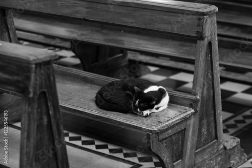 Um gato nas cores em preto e branco, sozinho, deitado no banco da igreja. Imagem monocromática. photo