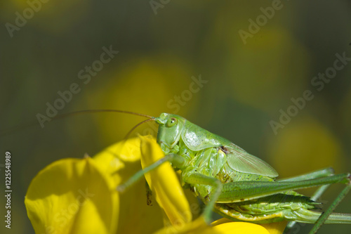 long-horned grasshoppers (Tettigoniidae), Tettigonia viridissma, long-horned grasshopper sitting on a flower, Sardinia, Italy