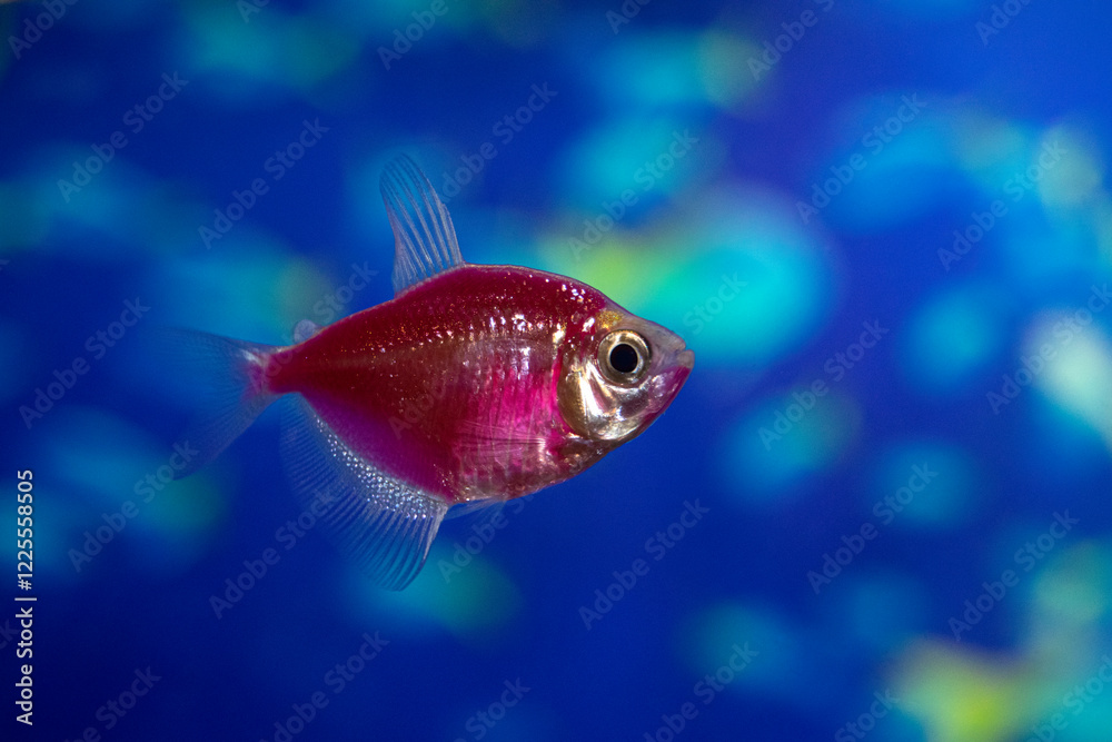 Obraz premium Aquarium fish-ternetzi swim. The Latin name Gymnocorymbus ternetzi. Close-up, blue background. One fish is purple.