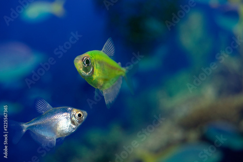 Aquarium  fish-ternetzi swim. Two fish are green and blue. The Latin name Gymnocorymbus ternetzi. Close-up, blue background. photo