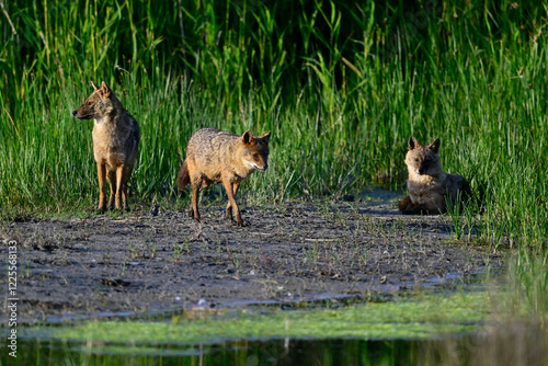 Goldschakale (Canis aureus moreoticus) im Donaudelta, Rumänien // Golden jackals at Danube Delta, Romania  photo