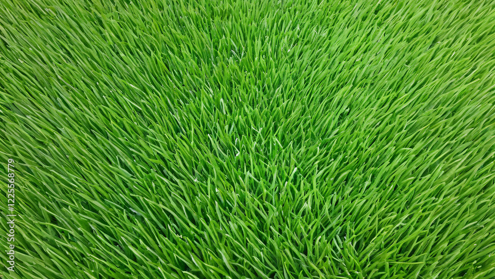 A closeup view of vibrant green grass, ideal for use as natural backgrounds in photographs A closeup view of vibrant green grass, ideal for use as natural backgrounds in photographs