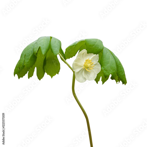 Podophyllum peltatum - known as Mayapple, Wild Mandrake, and Ground Lemon - Native North American Springtime Woodland Wildflower Isolated 