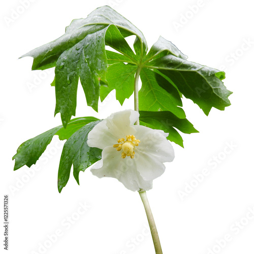 Podophyllum peltatum - known as Mayapple, Wild Mandrake, and Ground Lemon - Native North American Springtime Woodland Wildflower Isolated 