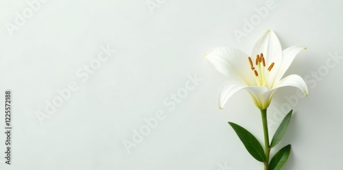 White Lilium flower on a pure white background, white flowers, spring flowers
