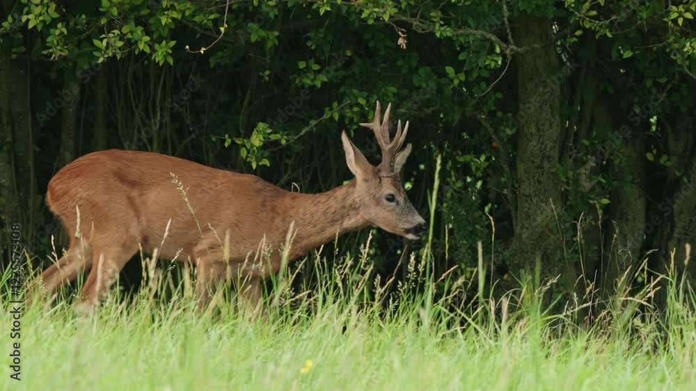 Roe deer eat plants in the forest Roe deer eat plants in the forest
