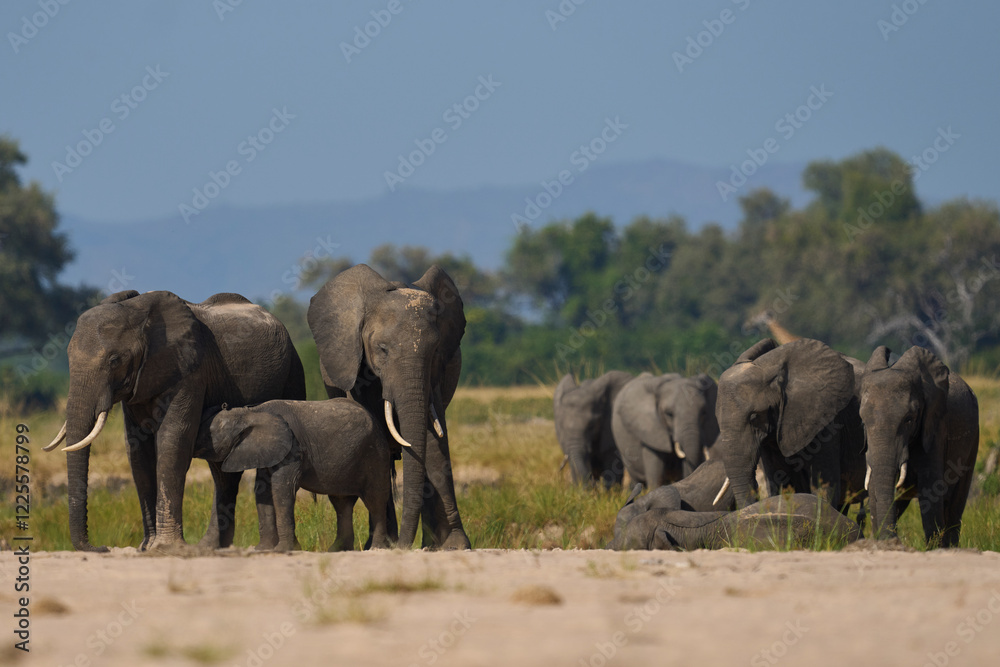 Obraz premium Multiple groups of African Elephant (Loxodonta africana) congregate at a sand river to drink from a pool dug below the surface in South Luangwa National Park, Zambia 