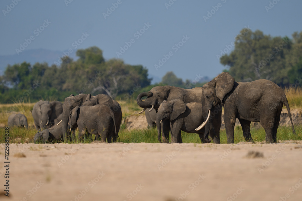 Fototapeta premium Multiple groups of African Elephant (Loxodonta africana) congregate at a sand river to drink from a pool dug below the surface in South Luangwa National Park, Zambia
