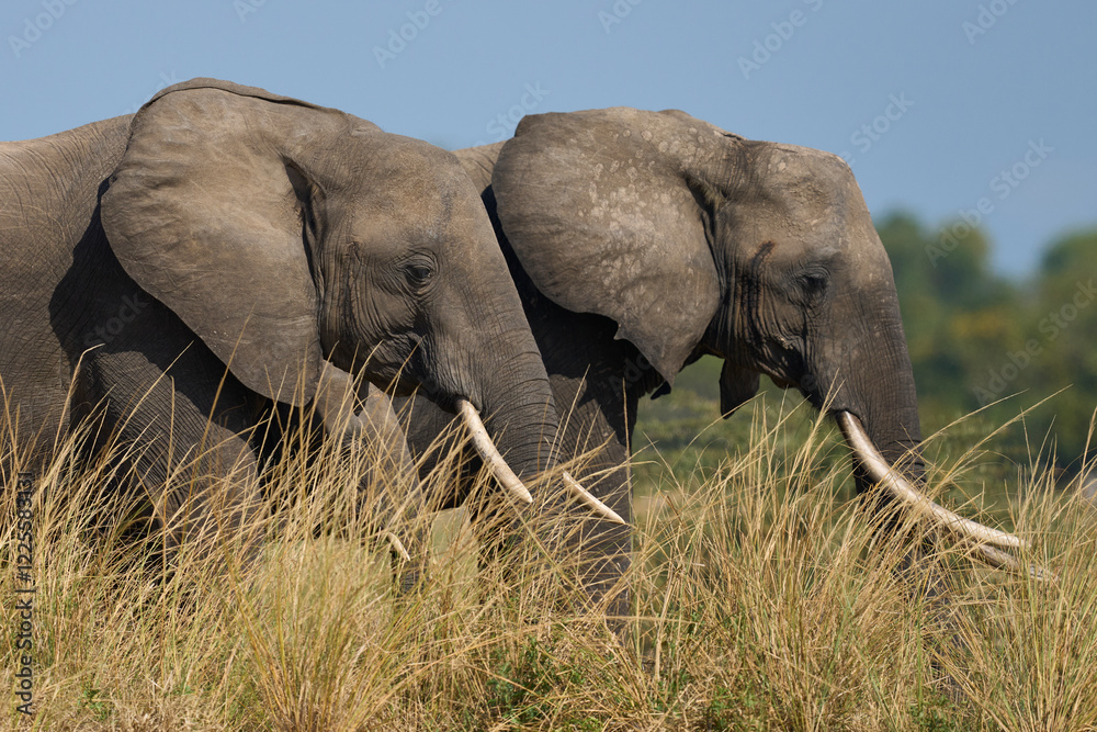 Fototapeta premium Multiple groups of African Elephant (Loxodonta africana) congregate at a sand river to drink from a pool dug below the surface in South Luangwa National Park, Zambia 