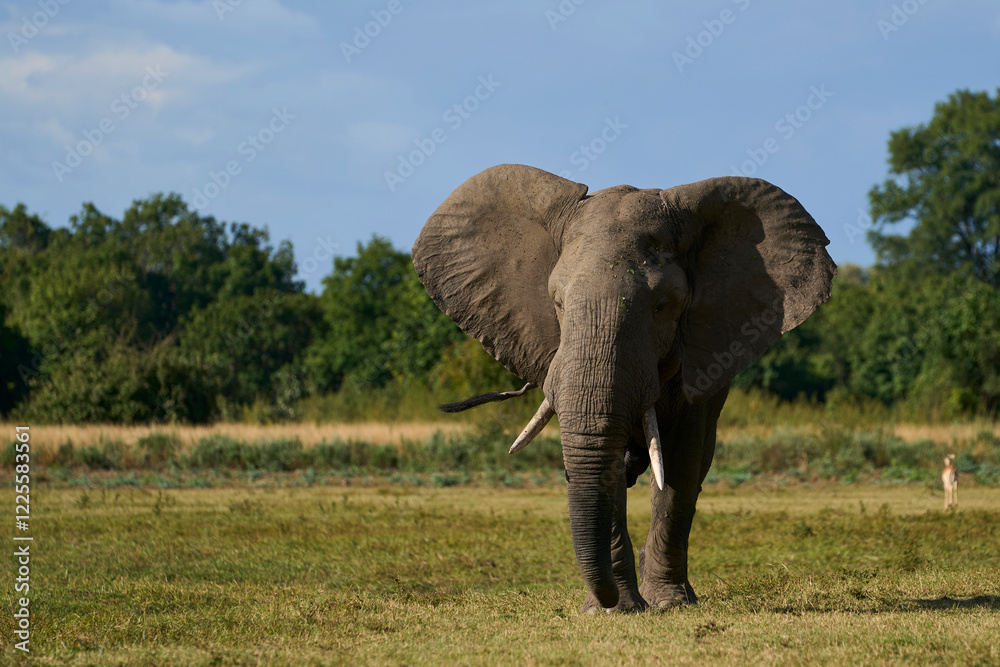 Obraz premium Bull African Elephant (Loxodonta africana) in musth following a group of female elephants and young in South Luangwa National Park, Zambia 