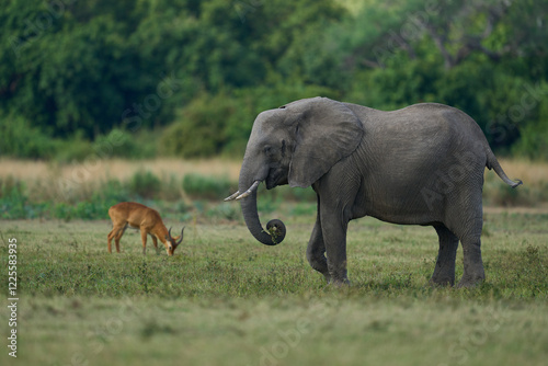 Bull African Elephant (Loxodonta africana) in musth following a group of female elephants and young in South Luangwa National Park, Zambia    photo