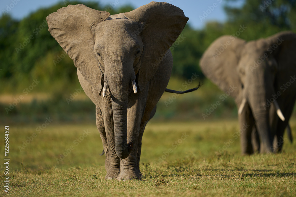 Obraz premium Bull African Elephant (Loxodonta africana) in musth following a group of female elephants and young in South Luangwa National Park, Zambia 